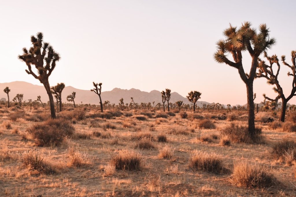 Photo Desert landscape