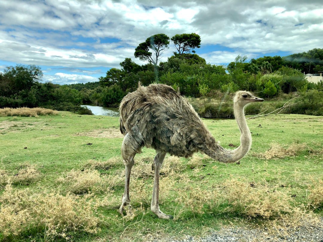 Photo Ostrich eggshell