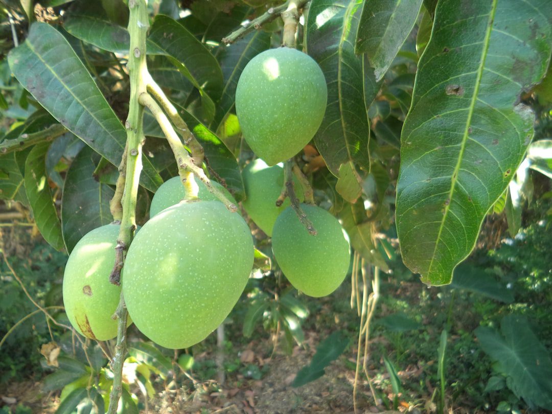 Photo Mango orchard