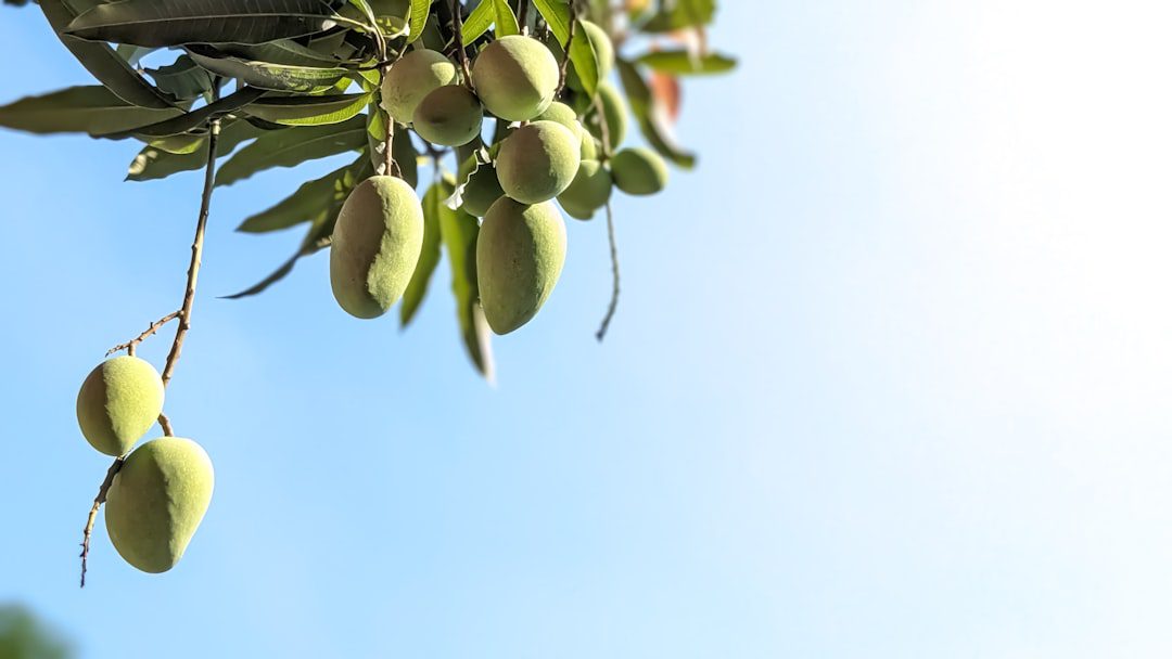 Photo Mango orchard