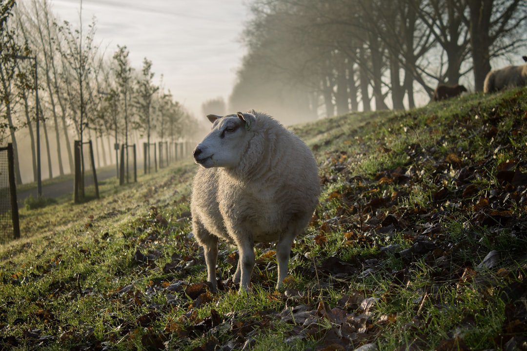 Photo Sheep fat